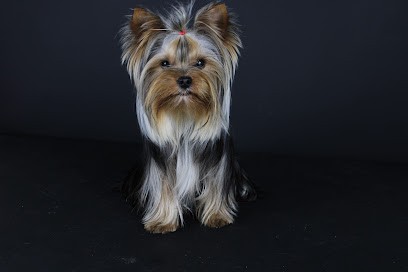 Elevage de Yorkshire LOF ( Very York Trip ), Eleveur de Chiens à Pujaut