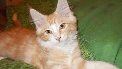 DOMAINE DE SCEVOLLES, Dresseur de Chiens à Verrue