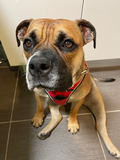 éducateur canin comportementaliste, Dresseur de Chiens à Paris 17
