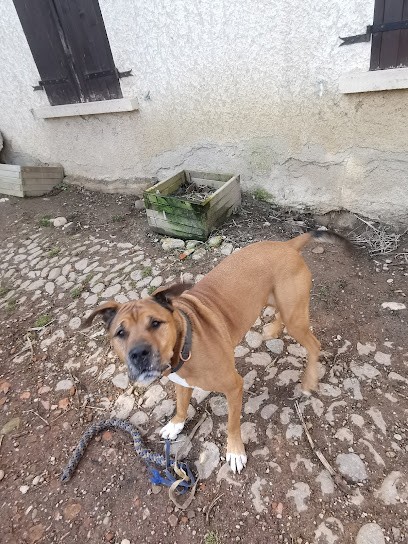 Entre Patounes, Pension pour Chiens à Marcilloles