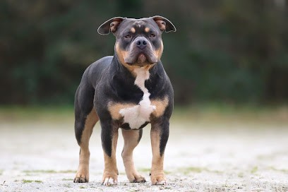 SFDS - Éleveur D'American Bully à Nantes & Éducateur Canin, Eleveur de Chiens à Nantes