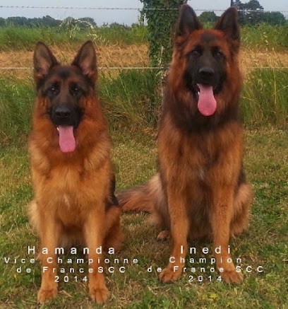 Les Princes de Sarvar, Pension pour Chiens à Chanas