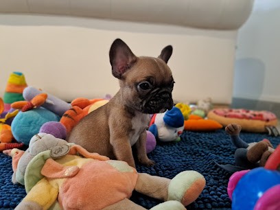 Boul'magik, Eleveur de Chiens à Béziers