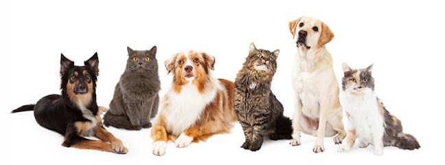 FAMILY TOUTOU-Pension D'animaux, Pension pour Chiens à Carentoir