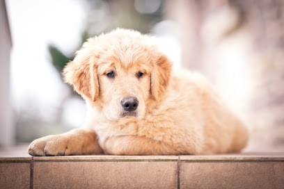 Elevage Au Petit Bonheur Des Anges, Eleveur de Chiens à Saint-Just