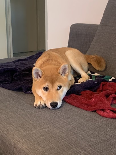 Mas Gilbert, Eleveur de Chiens à Longes