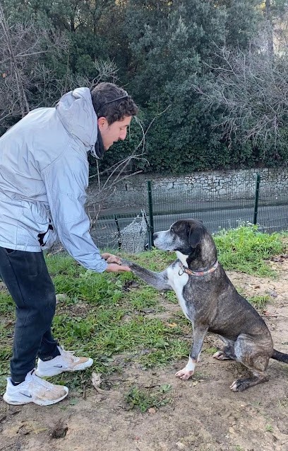 Education Canine Marseille (ALL DOG), Dresseur de Chiens à Marseille 09