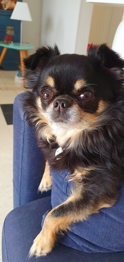 Chihuahua Elevage Des Minis Forever, Eleveur de Chiens à Agde