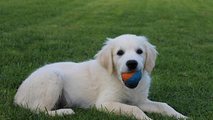 Ferme François, Eleveur de Chiens à Roquetoire