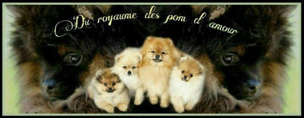 Spitz nain Du Royaume Des Pom D' Amour  Elevage Spitz pomeranien lof , Eleveur de Chiens à Nieul-lès-Saintes
