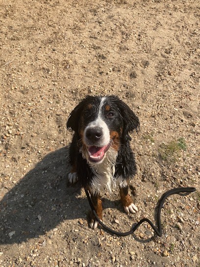 Élevage des Légendes Ligériennes, Eleveur de Chiens aux Hauts d'Anjou
