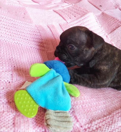 Elevage canin et pension canine La Rose d'Autrefois, Eleveur de Chiens à Bussières