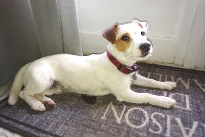 centre canin de la bruyère de jade, Pension pour Chiens à Saint-André-d'Apchon