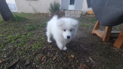 Elevage Canin d'Obreïka, Eleveur de Chiens à Caumont-sur-Durance