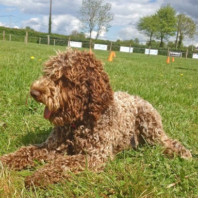 Élevage de chiot Lagotto Romagnolo ( chien d'eau Romagnol), Eleveur de Chiens à Saint-Aubin-le-Cloud
