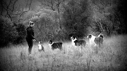Elevage De Bergers Australiens Of Blue Mountain Valley, Eleveur de Chiens à Labécède-Lauragais