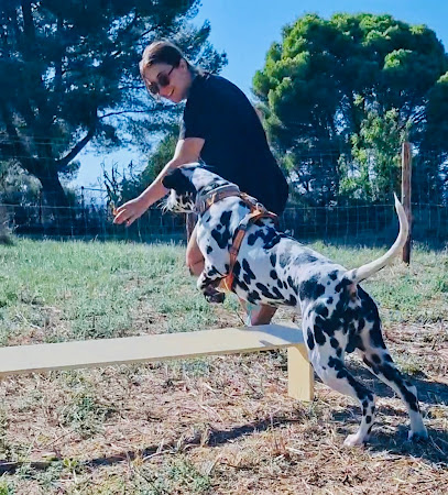 Dog Educ 34 . Education Canine Et Agility., Dresseur De Chiens à Castelnau-de-Guers