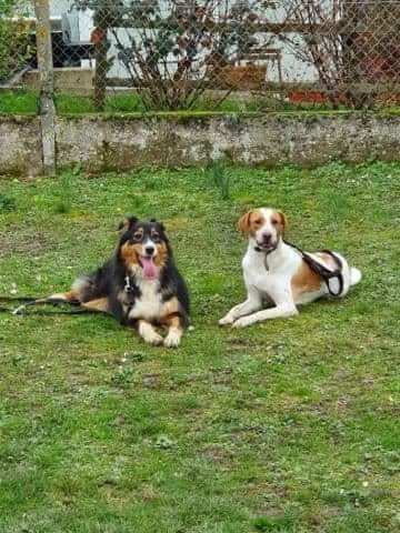 Pelluard Pascal, Dresseur De Chiens à Dolus-le-Sec