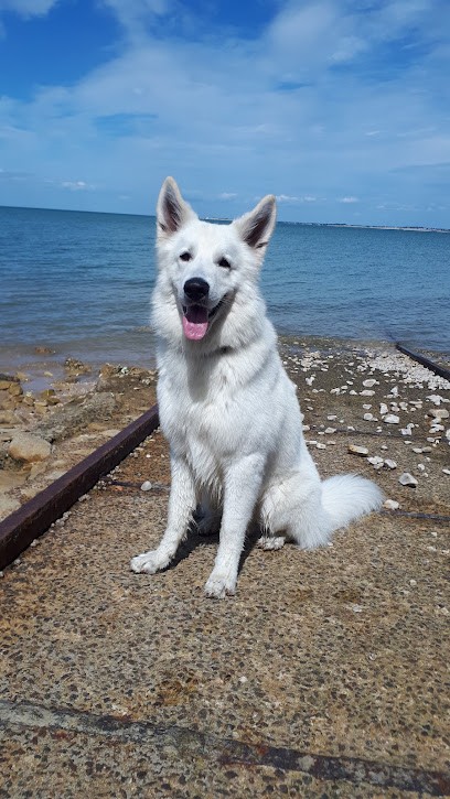 White Pearl Of Chester - Élevage De Berger Blanc Suisse, Eleveur de Chiens à Montmort