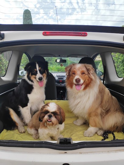 Happytoutous, Pension pour Chiens à Grasse