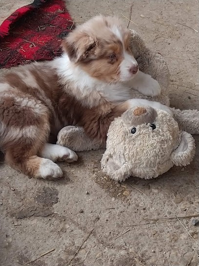 Elevage du Feu, Eleveur de Chiens à Dompierre-sur-Veyle