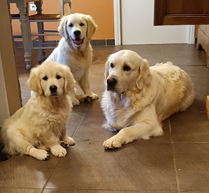 Elevage de golden retriever La Petite Sibérie en or , Eleveur de Chiens à Coatréven