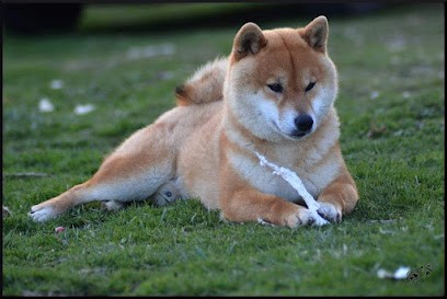 Sumidagawasou, Eleveur de Chiens à Labastide-Paumès