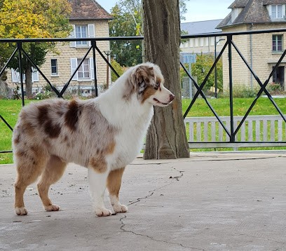 Elevage By Activ Dog Normandy, Eleveur de Chiens à Champcerie