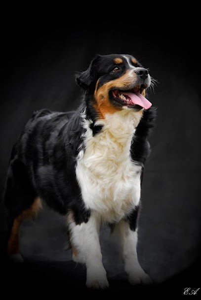 Elevage Of The Dream Of Haïti, Eleveur de Chiens à Gonneville-la-Mallet