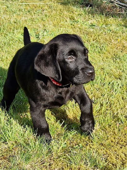 Elevage et pension du Domaine de Neïlganne, Eleveur de Chiens à Cruguel
