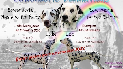Élevage Zewonderiz Dalmatien, Eleveur de Chiens à Réez-Fosse-Martin