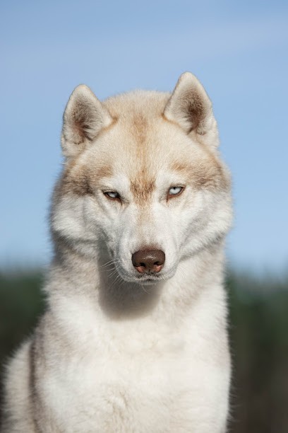 Élevage Zorsky - Elevage canin, Eleveur de Chiens au Barp