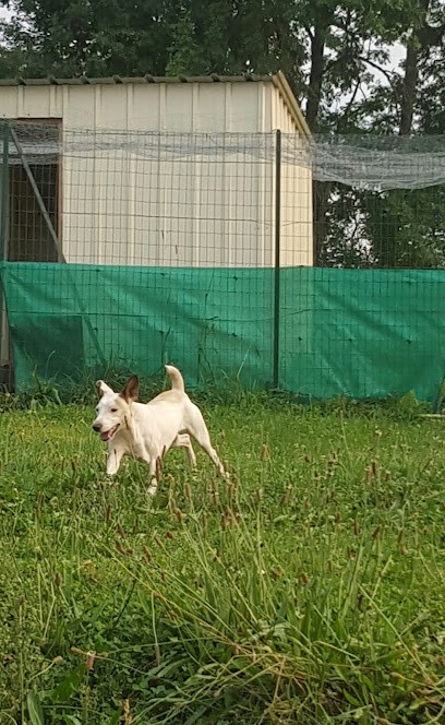 SARL Maison 4 Pet's, Pension pour Chiens à Nébouzat