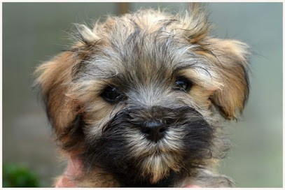 La Maison de Prigailla, Eleveur de Chiens à Bernos-Beaulac