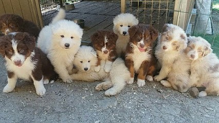 La passion d'une vie, Eleveur de Chiens aux Mages