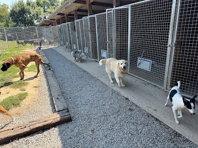 Gianni Garguillo, Dresseur de Chiens à Saint-Père-en-Retz