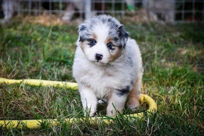 Gasmi Camille, Haras des Brumières, Eleveur de Chiens à Paulnay