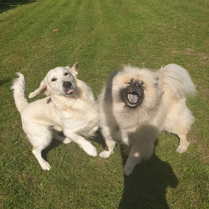 Animal Services Pension Pour Chien à Limetz-Villez