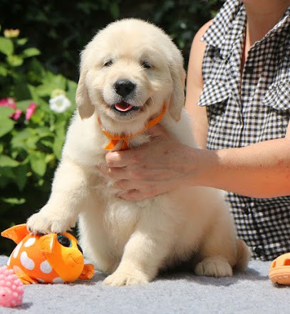 Golden Retrievers des Cimes Etoilées, Sylvie MEVEL, Eleveur de Chiens à Châteaulin