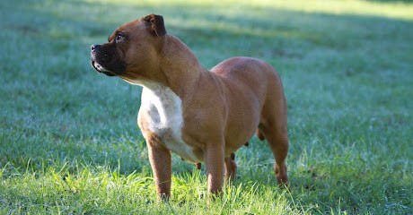 Black'N Red Unity - Elevage Staffie, Eleveur de Chiens à Arrènes