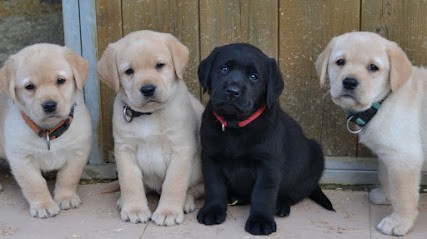 Labrador du Petit Vey, Eleveur de Chiens à Tollevast