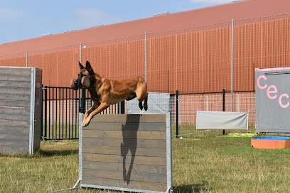 Club D’éducation Canine Sailly Sur La Lys, Dresseur de Chiens à Sailly-sur-la-Lys