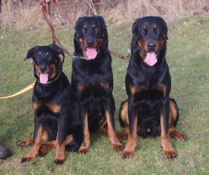 éleveur beauceron : élevage Mac farlane, Eleveur de Chiens à Saint-Julien-Chapteuil