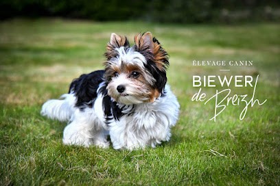 Biewer De Breizh, Eleveur de Chiens à Morlaix