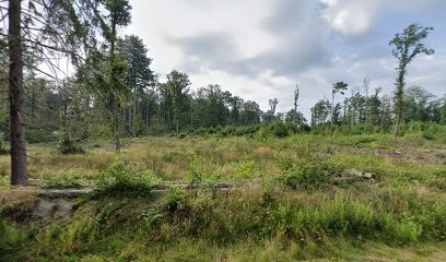 Les Centurions de la Haute Brosse - Elevage de Cane Corso, Eleveur de Chiens à Langeais
