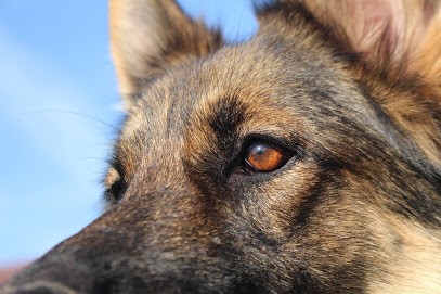 Des Couleurs d'Autumn, Eleveur de Chiens aux Bâties