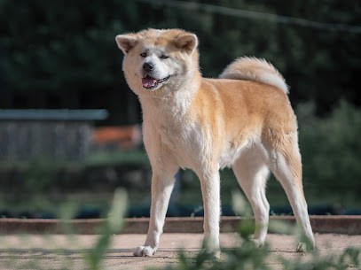 Elevage Of Ooinuza, Eleveur de Chiens à Harreberg