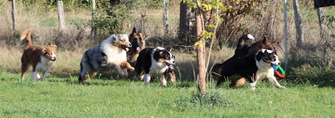 elevage du domaine de chadadias, Eleveur de Chiens à Perpezac-le-Noir