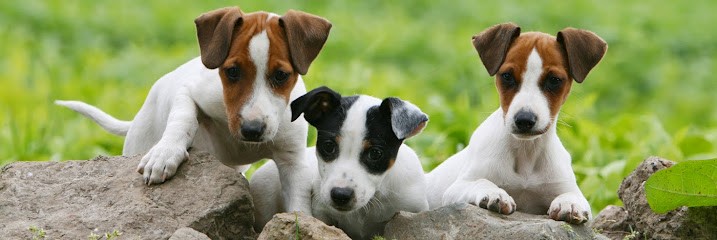 Pension Dog Cat 63, Pension pour Chiens à Sauviat