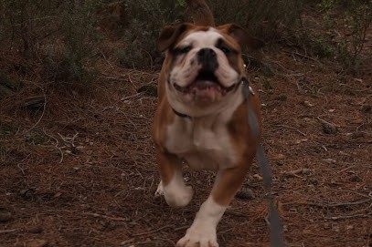 4DOGS, Dresseur de Chiens à Pertuis